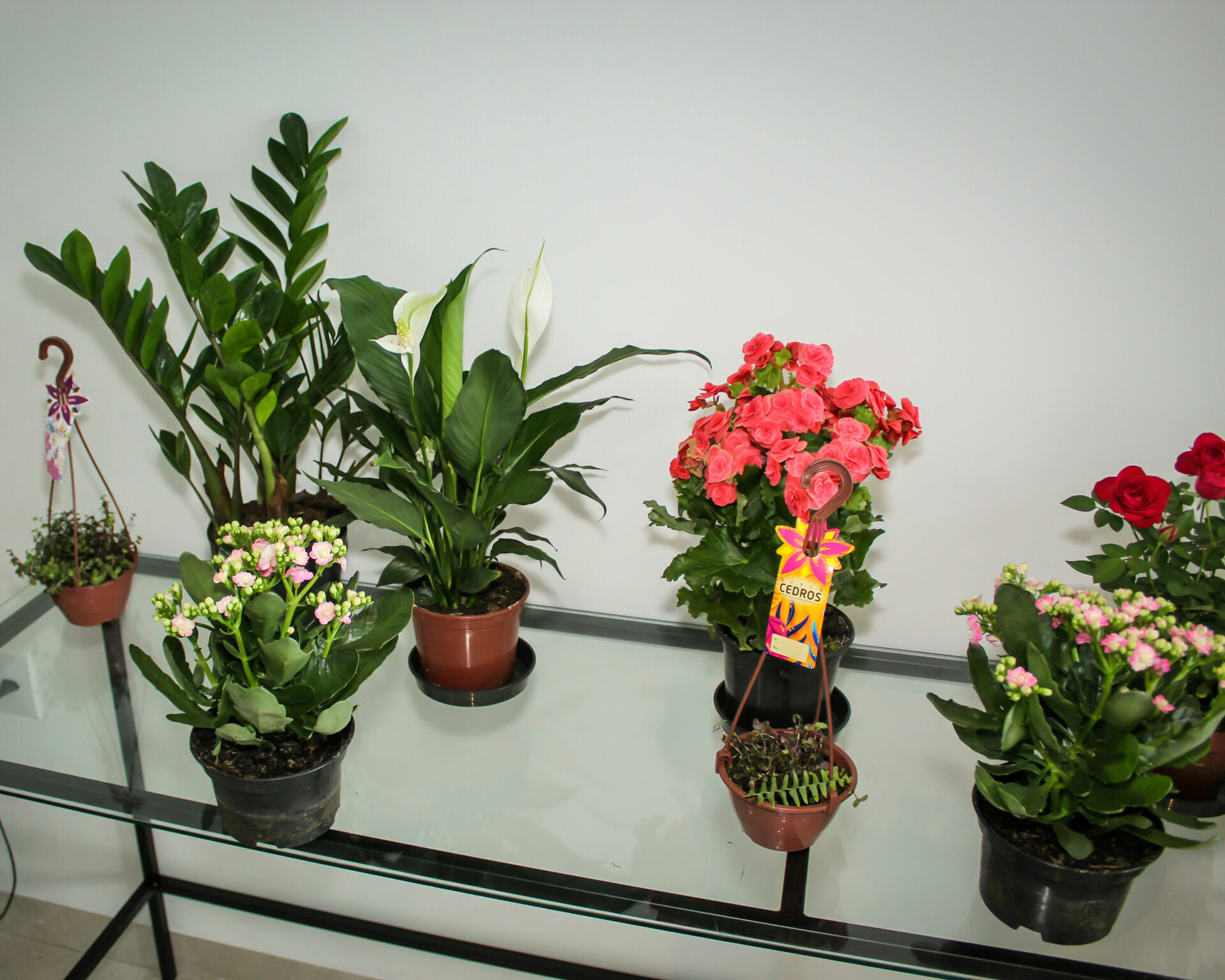 Foto Inauguração Floricultura Flor & Arte Foto Inauguração Floricultura Flor & Arte - Imagem 26