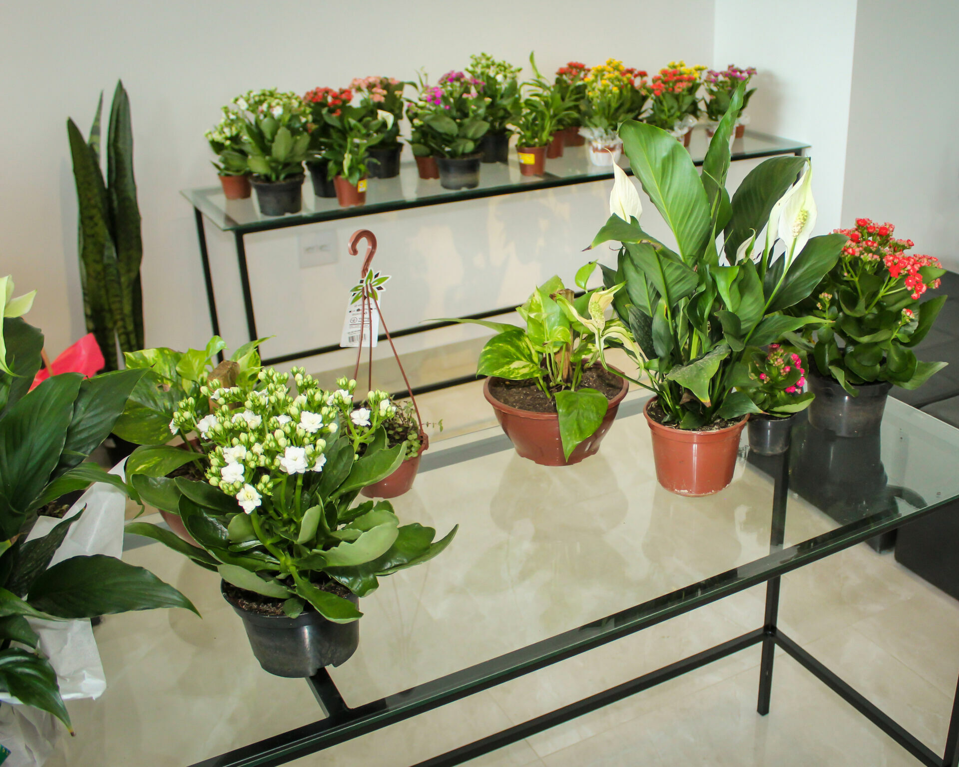 Foto Inauguração Floricultura Flor & Arte Foto Inauguração Floricultura Flor & Arte - Imagem 34