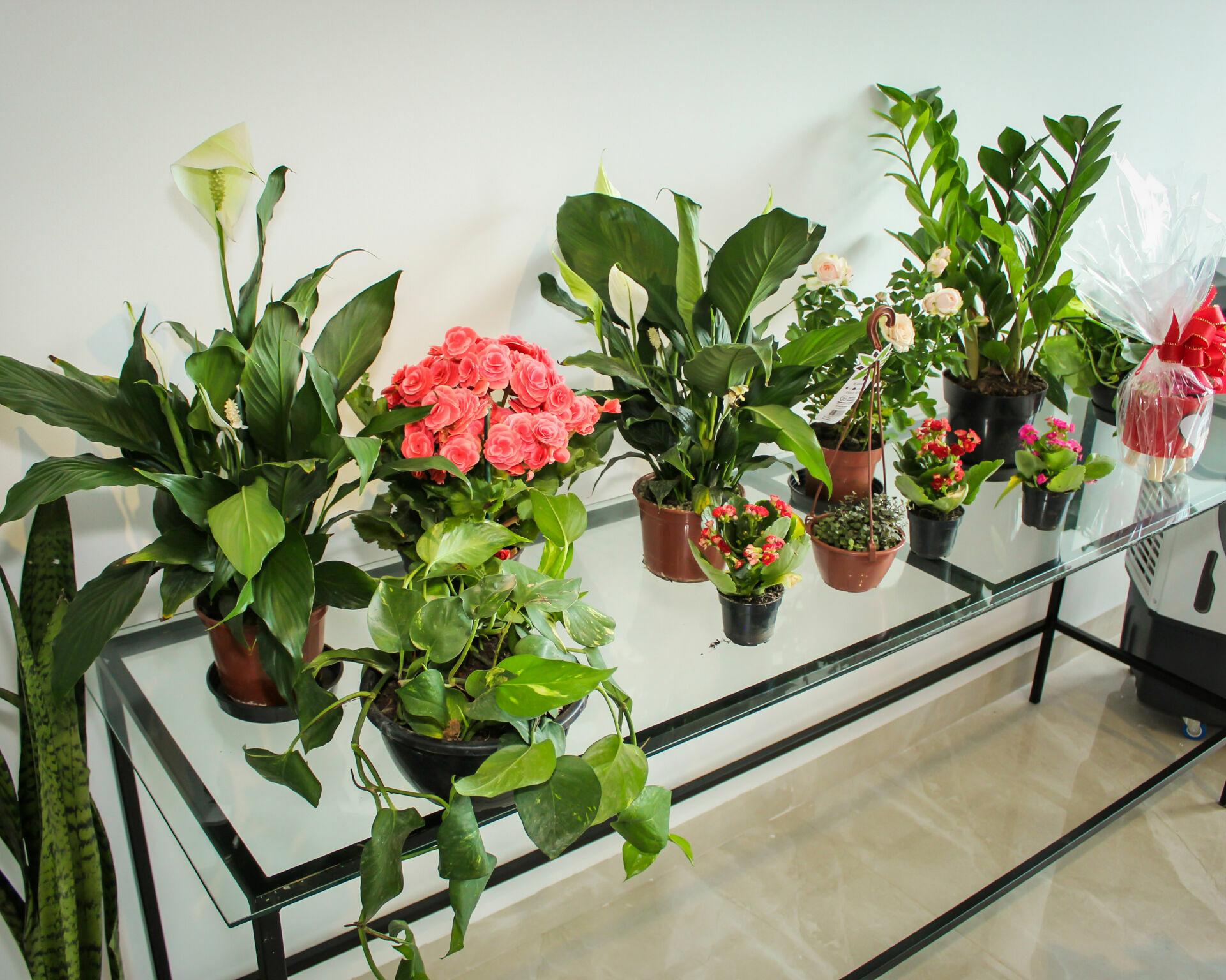 Foto Inauguração Floricultura Flor & Arte Foto Inauguração Floricultura Flor & Arte - Imagem 30