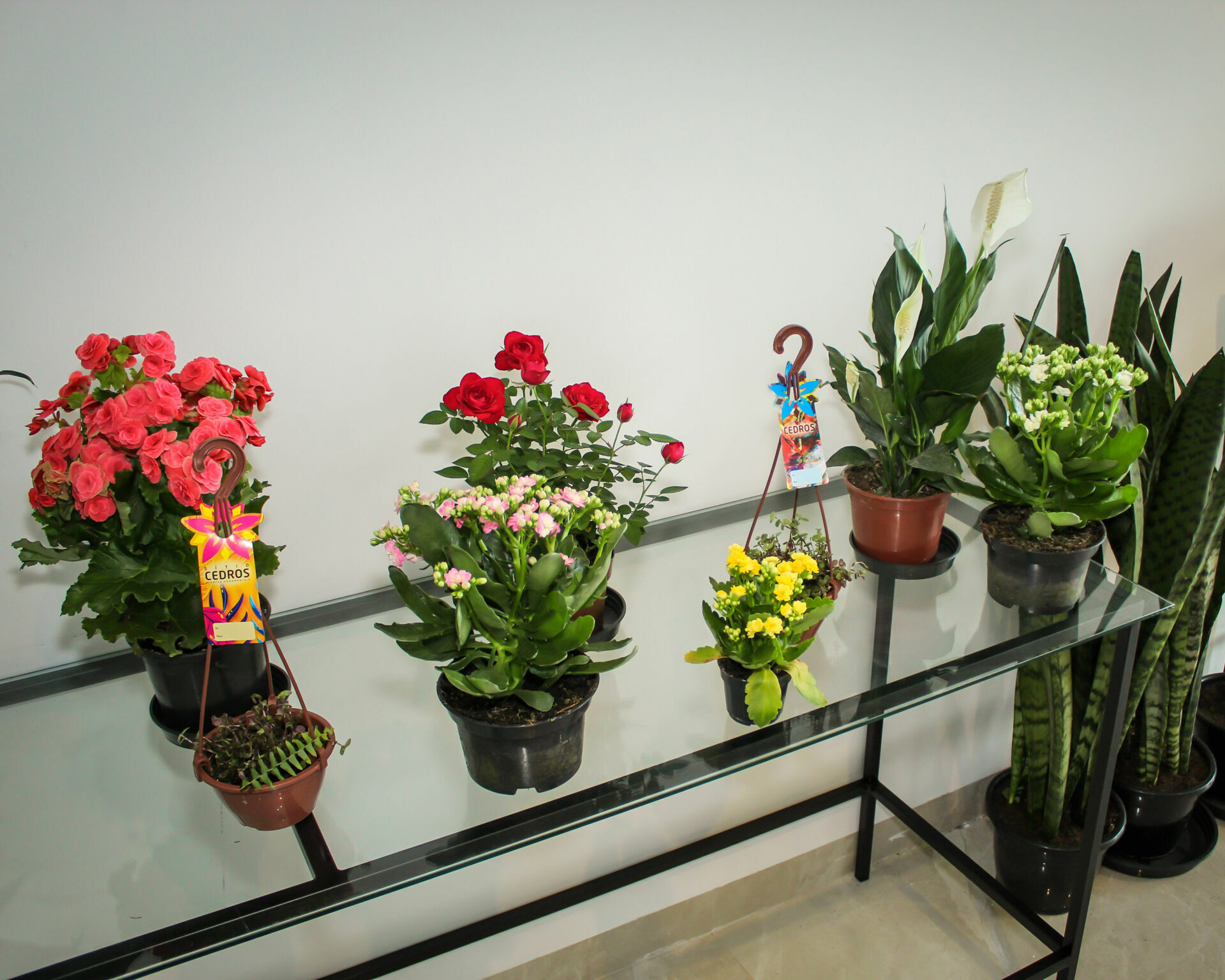 Foto Inauguração Floricultura Flor & Arte Foto Inauguração Floricultura Flor & Arte - Imagem 28