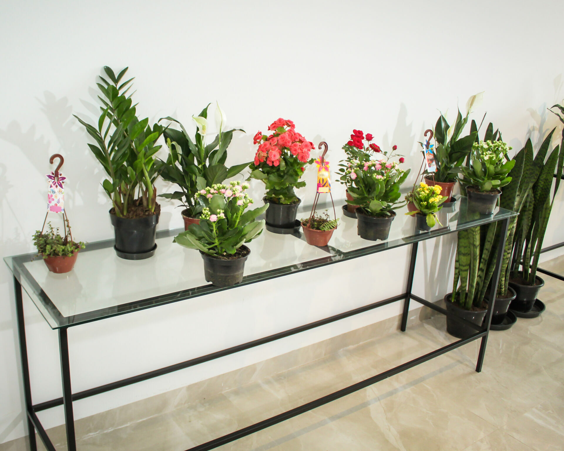 Foto Inauguração Floricultura Flor & Arte Foto Inauguração Floricultura Flor & Arte - Imagem 14
