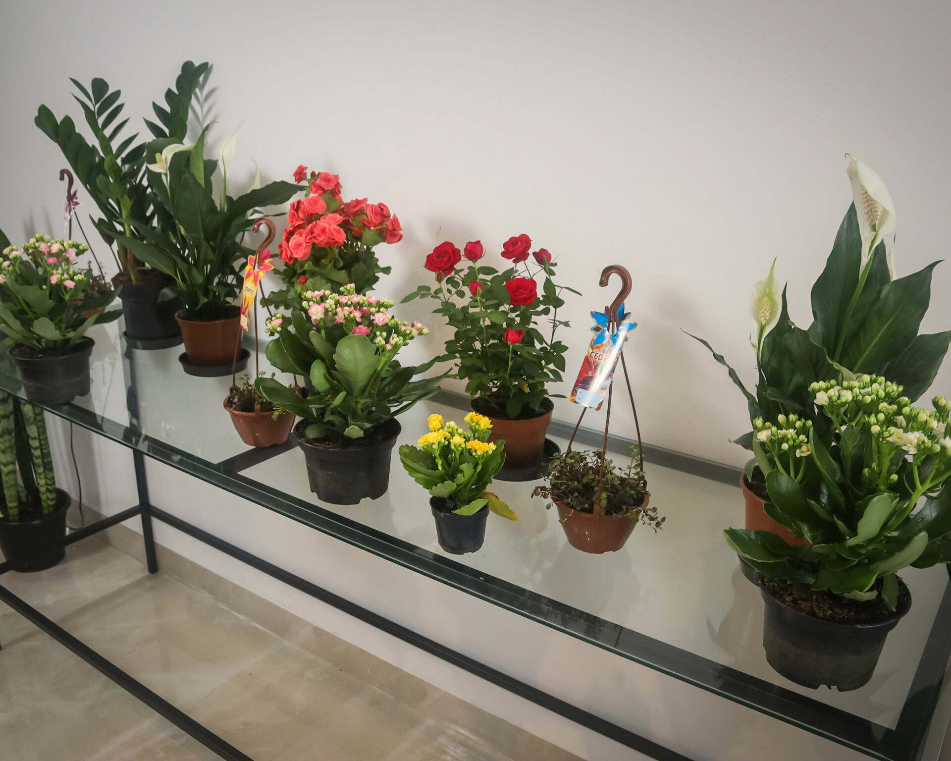 Foto Inauguração Floricultura Flor & Arte Foto Inauguração Floricultura Flor & Arte - Imagem 20