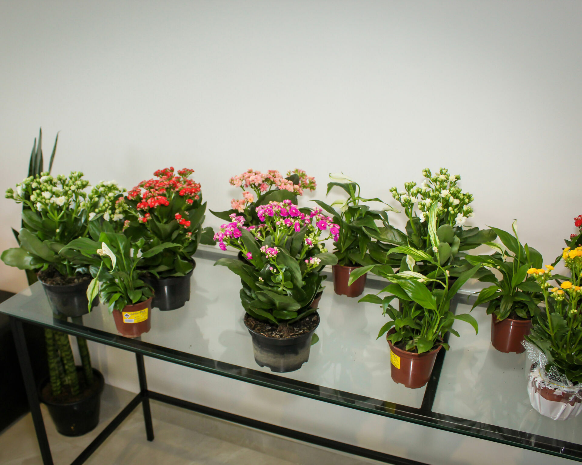Foto Inauguração Floricultura Flor & Arte Foto Inauguração Floricultura Flor & Arte - Imagem 38