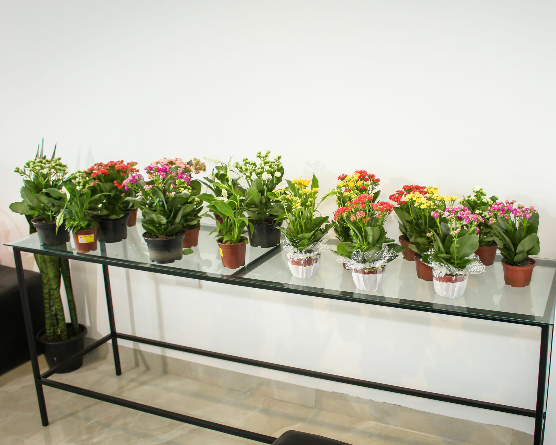 Foto Inauguração Floricultura Flor & Arte Foto Inauguração Floricultura Flor & Arte - Imagem 16